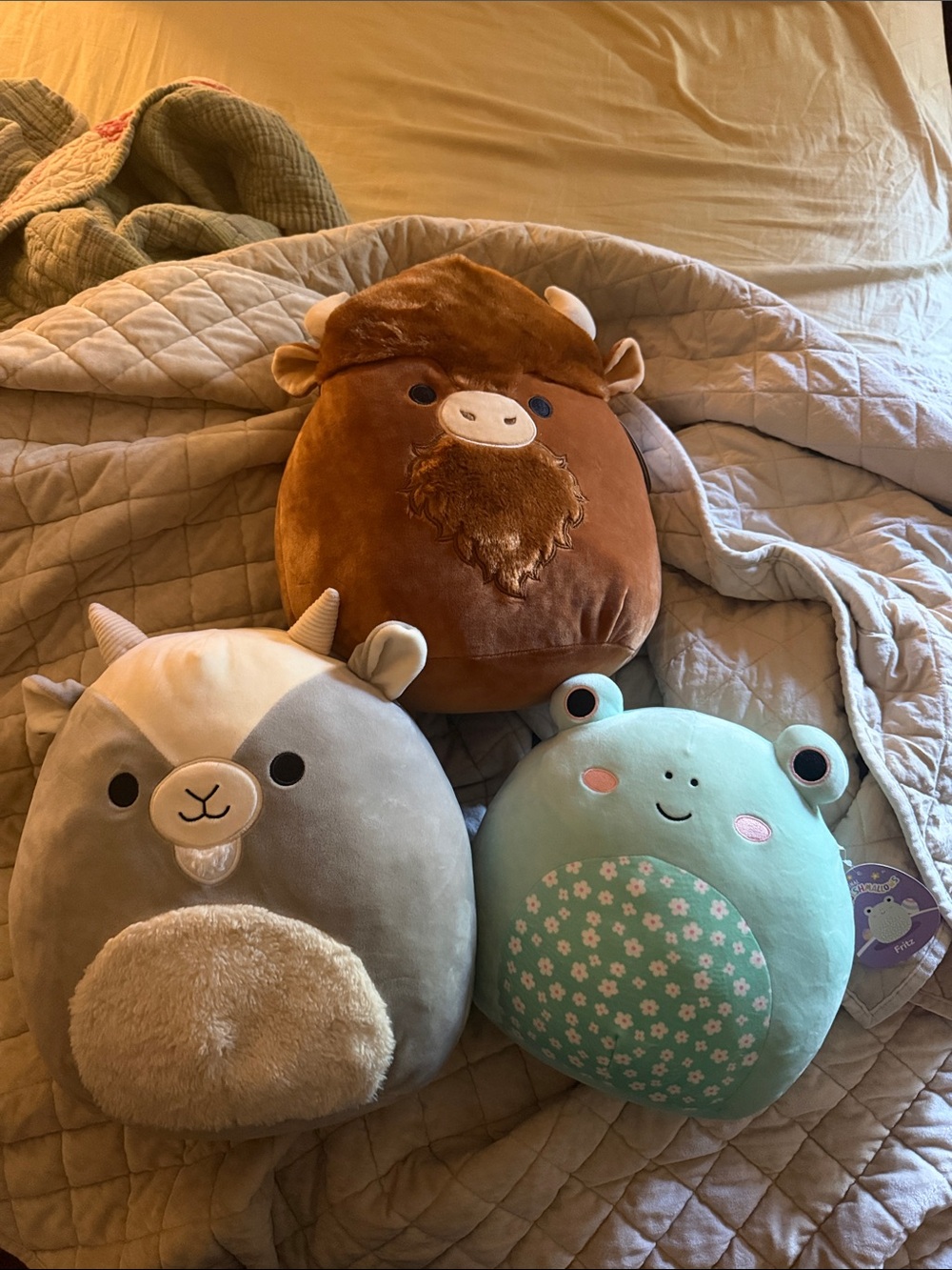 Group of squishmallows